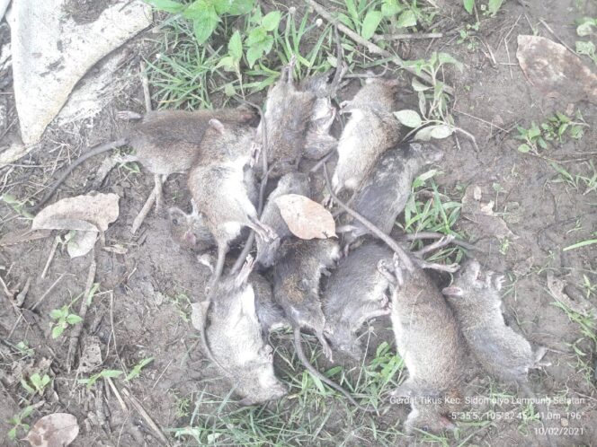 
					Petani Pinggiran Tol di Lamsel Merugi Akibat Hama Tikus, Hutama Karya Diminta Carikan Solusi