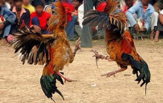 
					Lagi Asyik Sabung Ayam, Kakam Tri Tunggal Jaya di tangkap Polisi