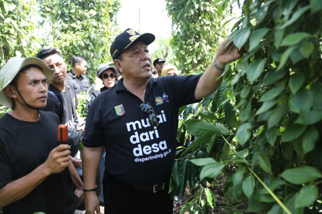 
					Gubernur Arinal Panen Kopi dan Tinjau Lokasi Penanaman Sistem Tumpang Sari Kopi dan Lada di Lampung Barat
