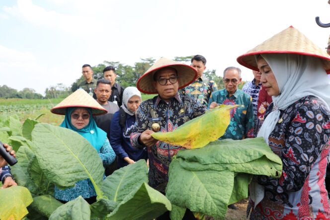 
					Didampingi Kadis Perkebunan Yuliastuti, Pj Gubernur Samsudin Panen Tembakau dan Beri Bantuan Pupuk di Lampung Timur