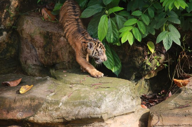 
					Anak Harimau Sumatera Tampil Perdana, Gubernur Lampung Resmikan Nama