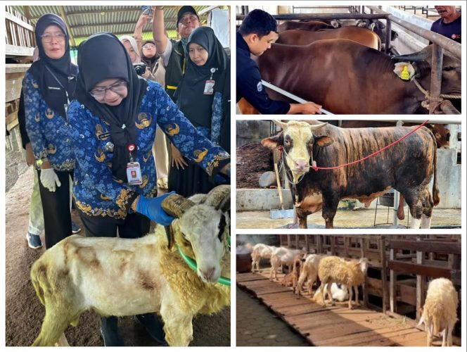 
					Permintaan Kurban Meningkat, Penjualan Sapi Lampung Naik 40 Persen dan Domba 121 Persen